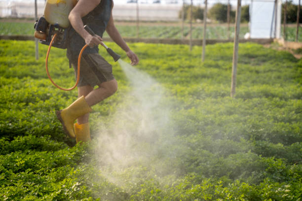 Best Local Pest Control Services  in Radford, VA