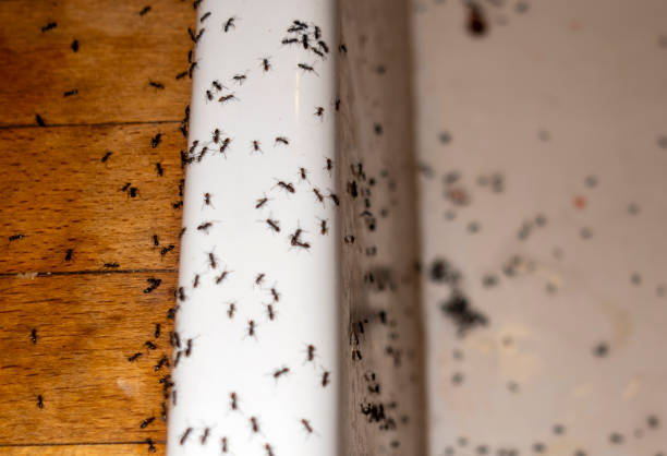 Best Mosquito Control Services  in Radford, VA