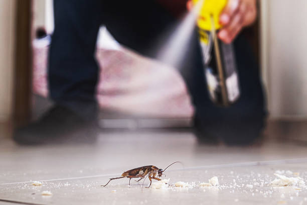 Best Insect Control  in Radford, VA