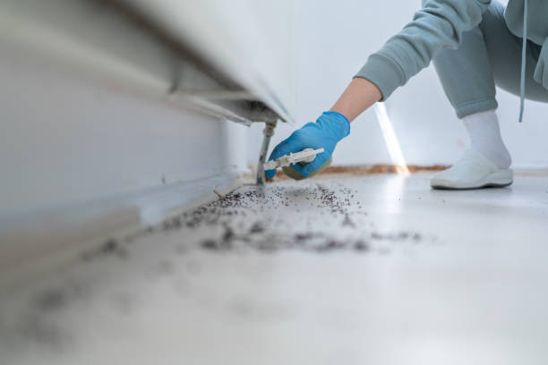 Best Flea Control Services  in Radford, VA